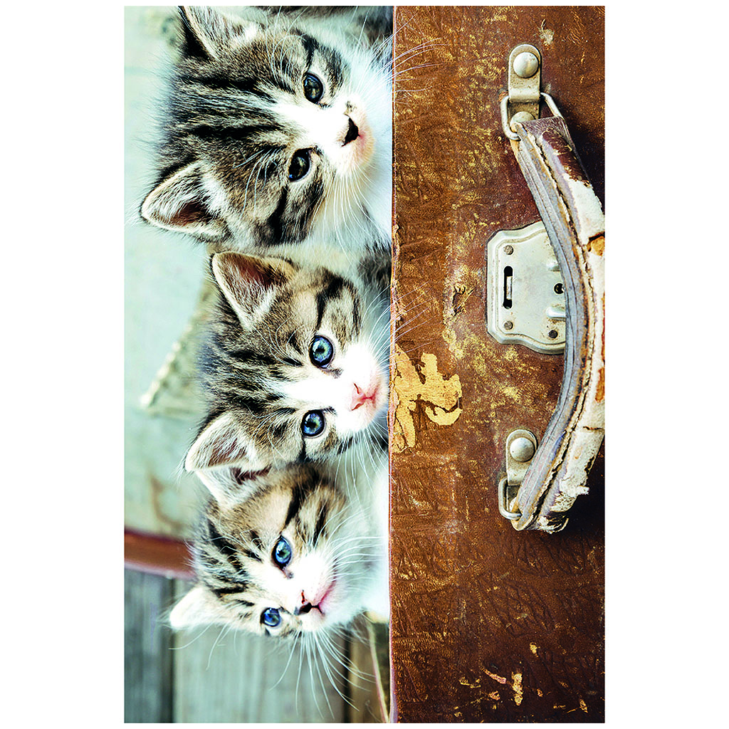 Bil. Blanko - Kätzchen im Koffer