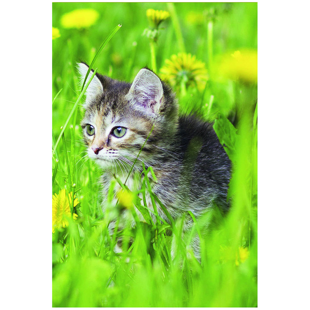 Bil. Blanko Katze im Gras