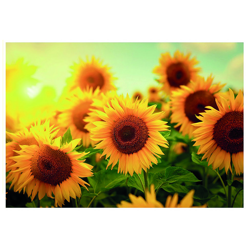 Bil. Blanko Sonnenblumen