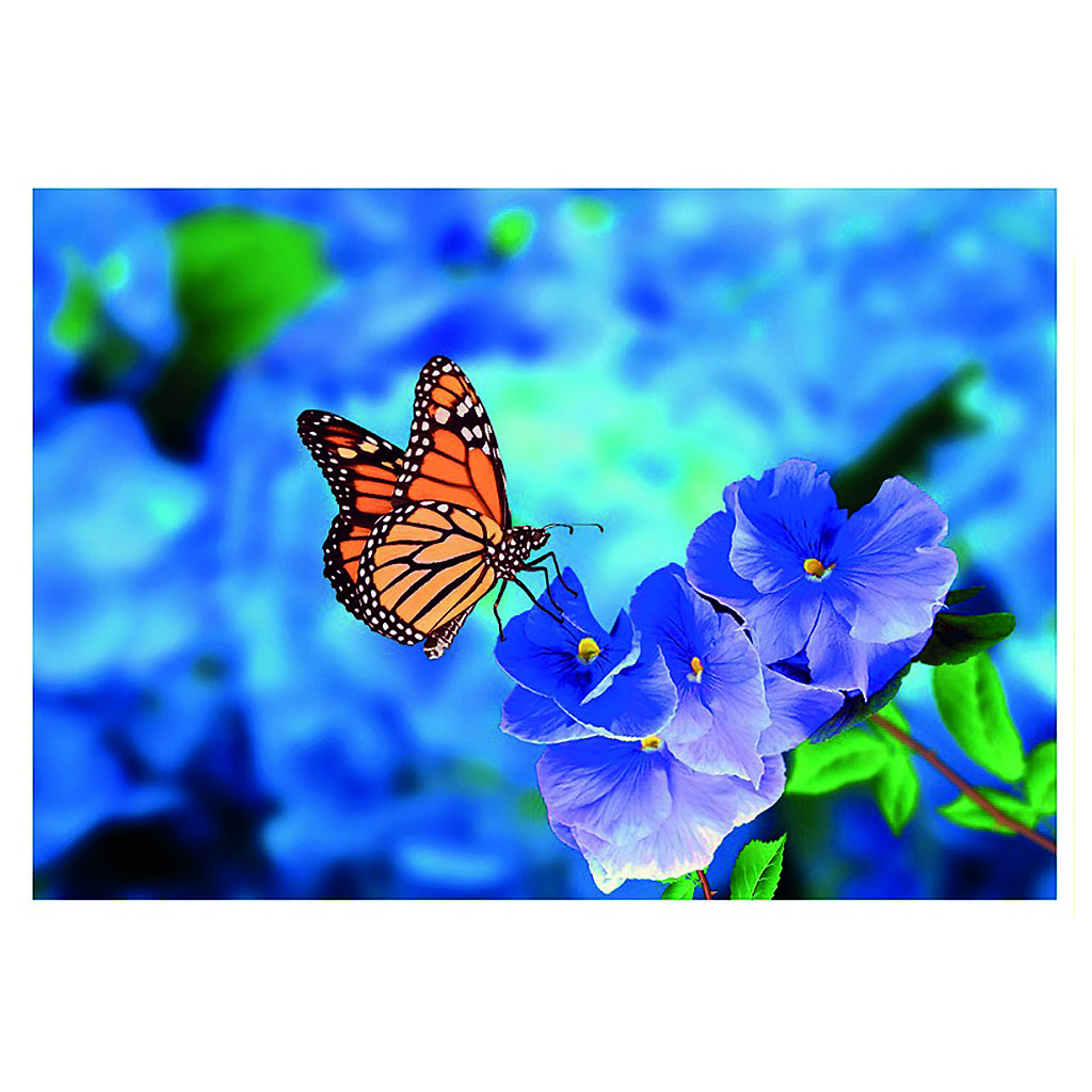 Bil. Blanko Schmetterling auf Blume