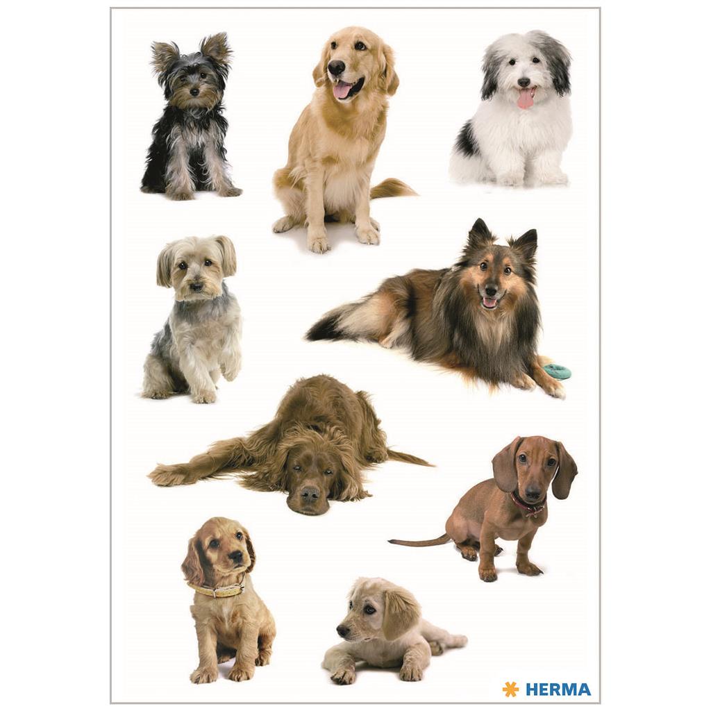 Sticker Decor Hundefotos, 3 BL