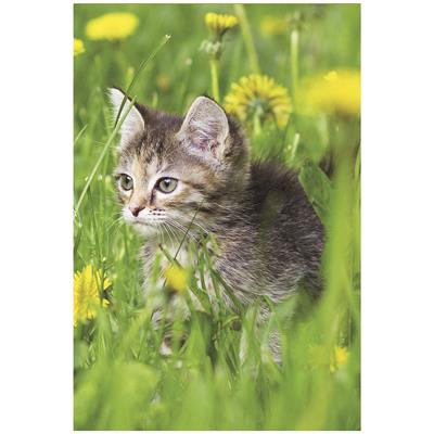 Bil. Blanko Katze im Gras